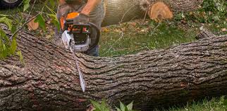 Leaf Removal in Providence, UT