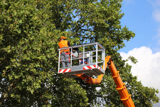 How Our Tree Care Process Works  in Providence, UT